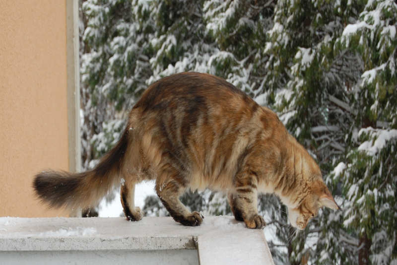 Tortie Tabby Mackarel