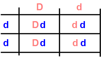 PunnetDiluito