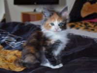 Cuccioli Titania e Dustin Gennaio 2017