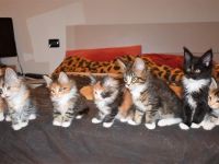 Cuccioli Arianna e Titania Gennaio 2017