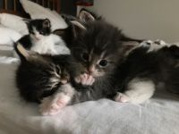 Cuccioli Barbarella e Telemaco 2017