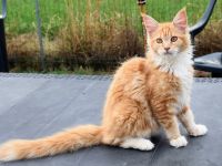 Cuccioli Singoli