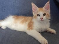 Cuccioli Singoli