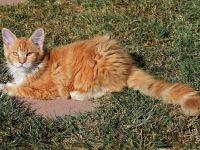 Cuccioli Singoli