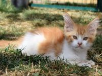 Cuccioli Singoli
