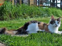 Bright Blaze e Birillo