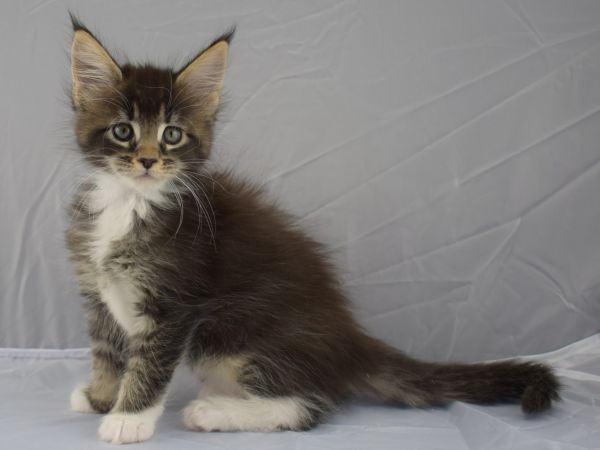 Cuccioli singoli