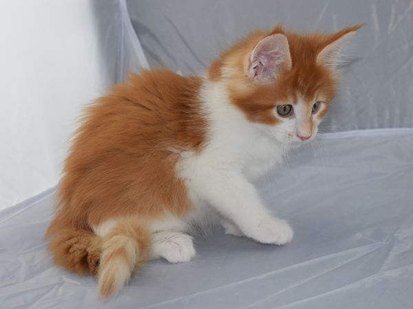 Cuccioli Berenice e Fuel 2018