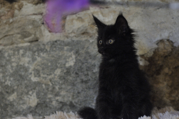 Cuccioli singoli Penelope e Chris