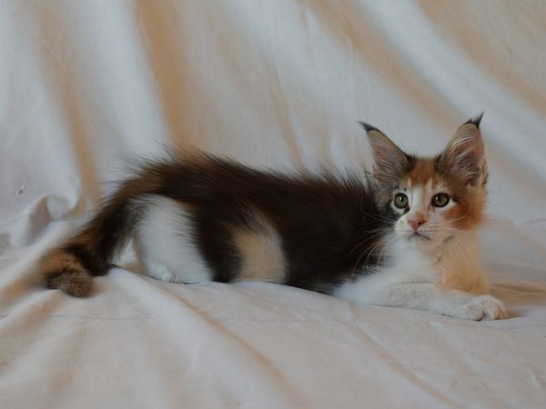 Cuccioli singoli