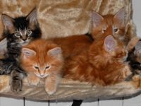 Cuccioli Crissie & Bono 2009