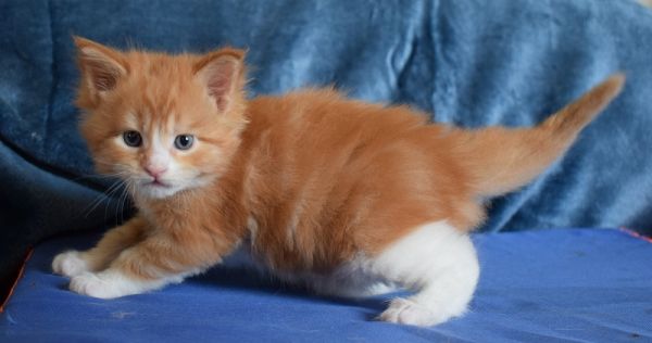 Cuccioli Berenice e Dexter 2020