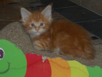 Cuccioli Johnny & Pippi 2014
