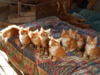 Cucciolata Ziva e Tula Settembre 2015