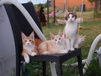Cuccioli Agosto 2016