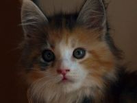 Cuccioli Tula e Dustin 2016