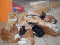 Cuccioli Africa, Flirty con Yannick, Ziva con Dustin 2016