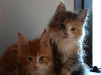 Cucciolli Tula e Dustin 2016