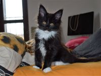 Cuccioli Arianna e Yannick Gennaio 2017